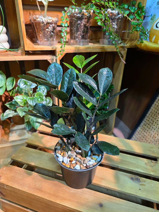 Zamioculcas zamiifolia Raven 黑葉金錢樹