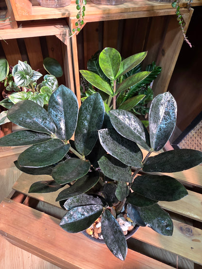 Zamioculcas zamiifolia Raven