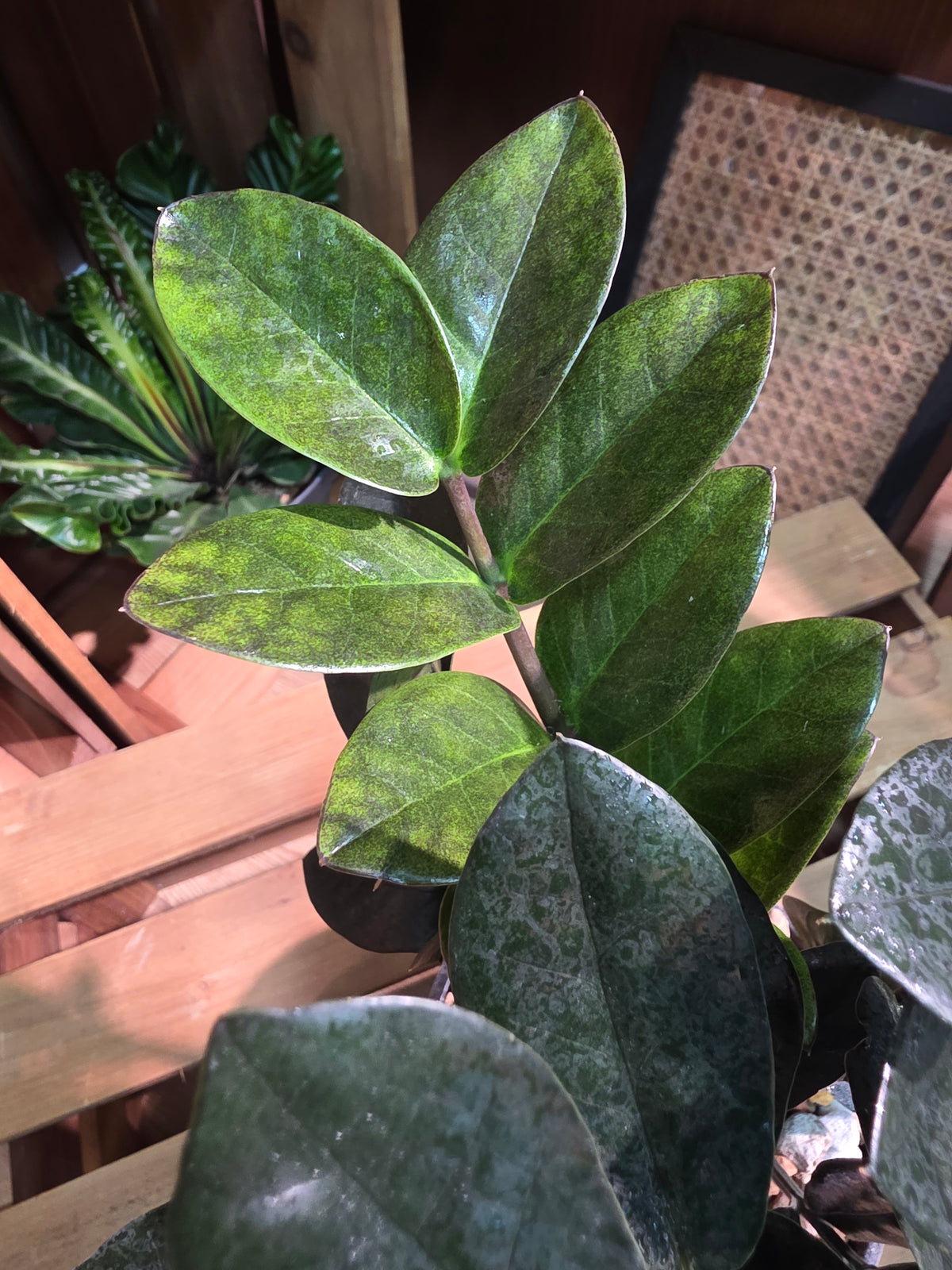 Zamioculcas zamiifolia Raven