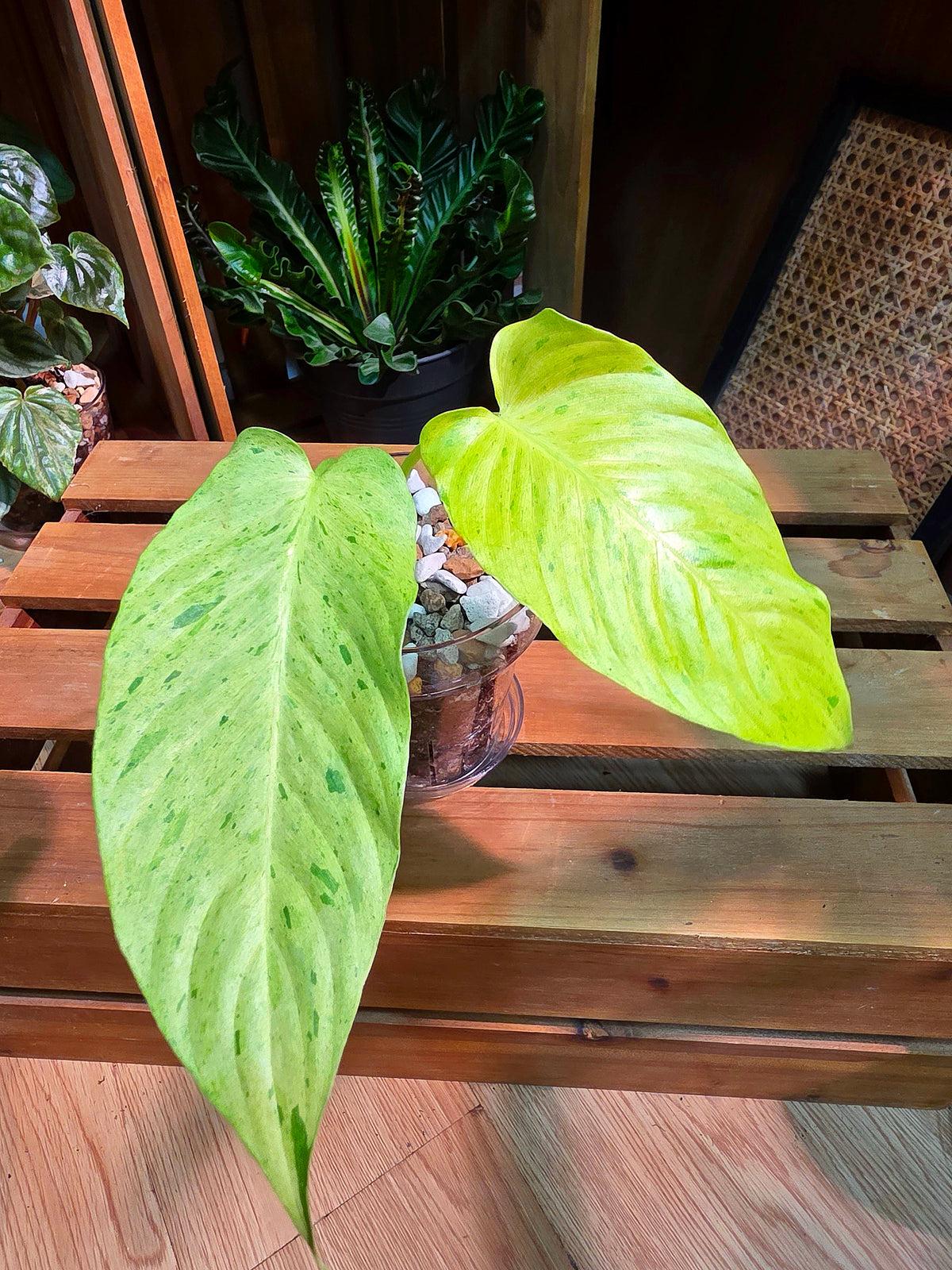 Alocasia frydek variegated