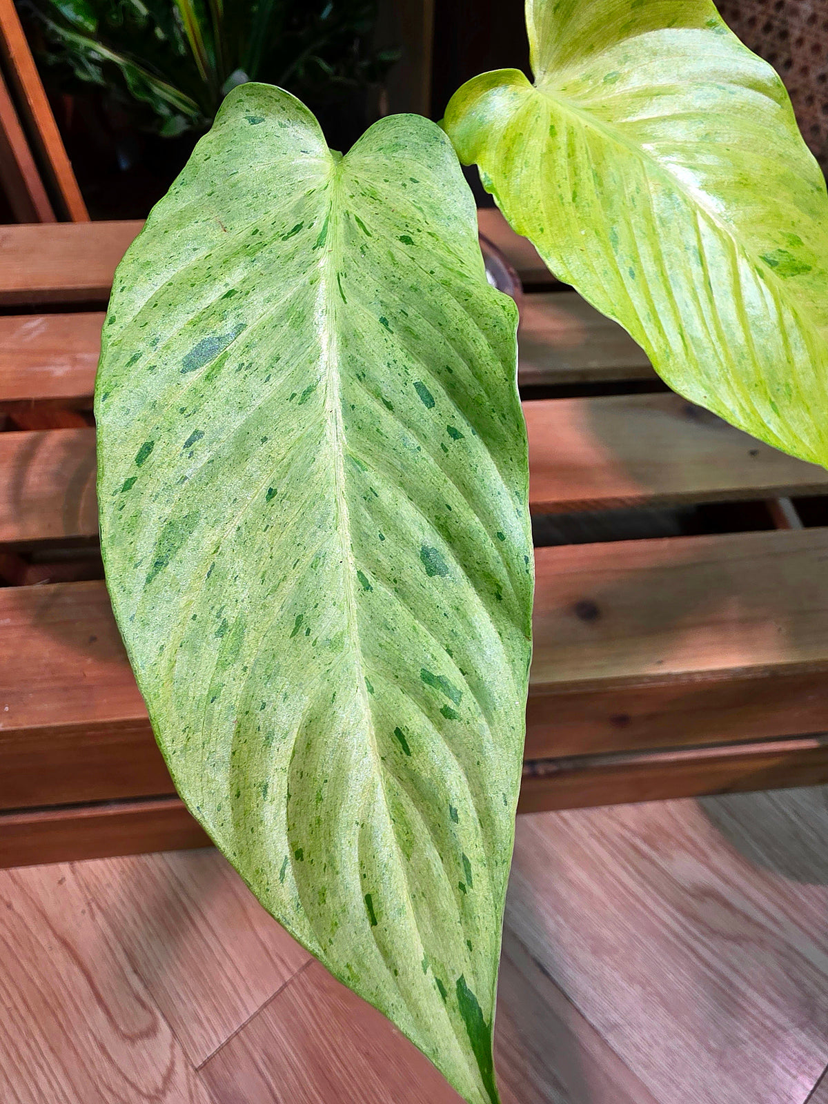 Alocasia frydek variegated