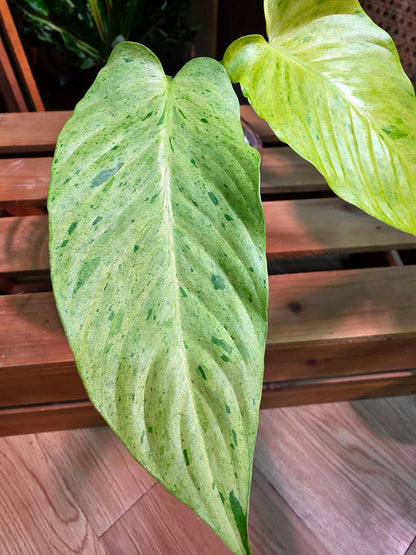 Alocasia frydek variegated