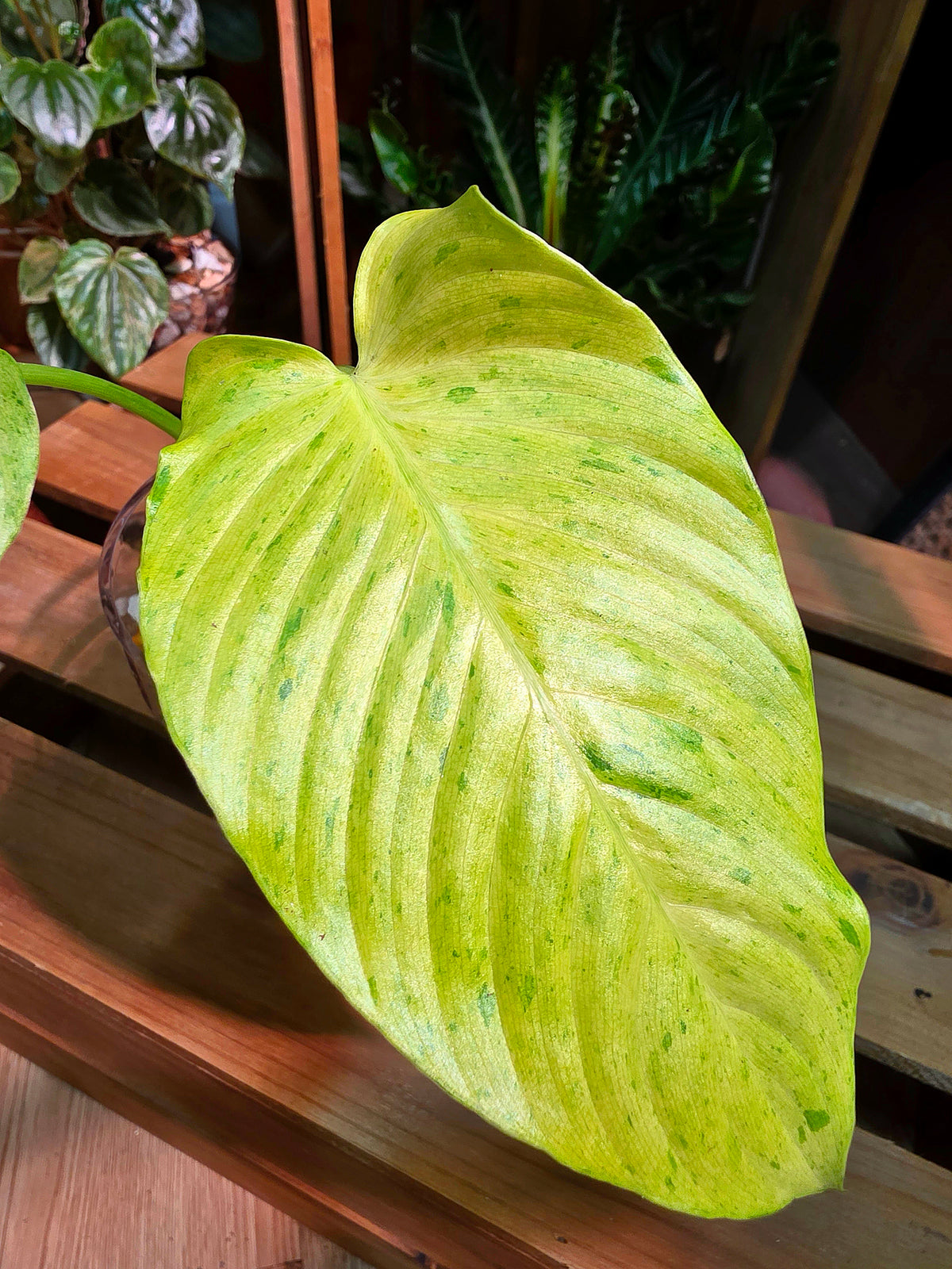 Alocasia frydek variegated