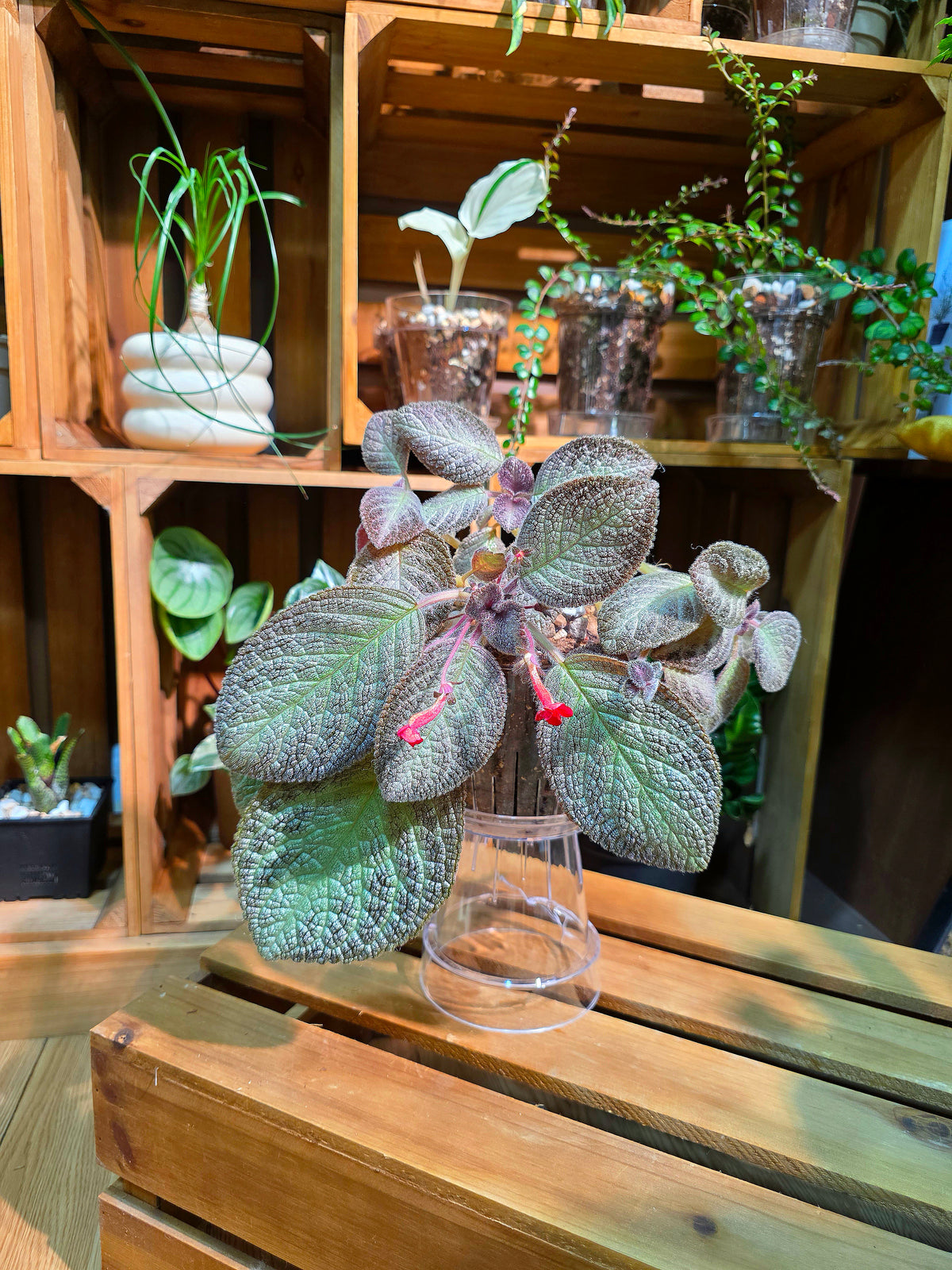 Episcia spp. Silver Tiger