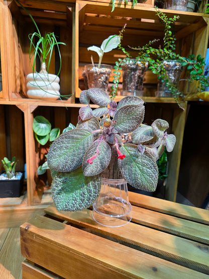Episcia spp. Silver Tiger