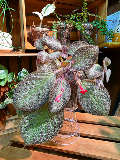 Episcia spp. Silver Tiger