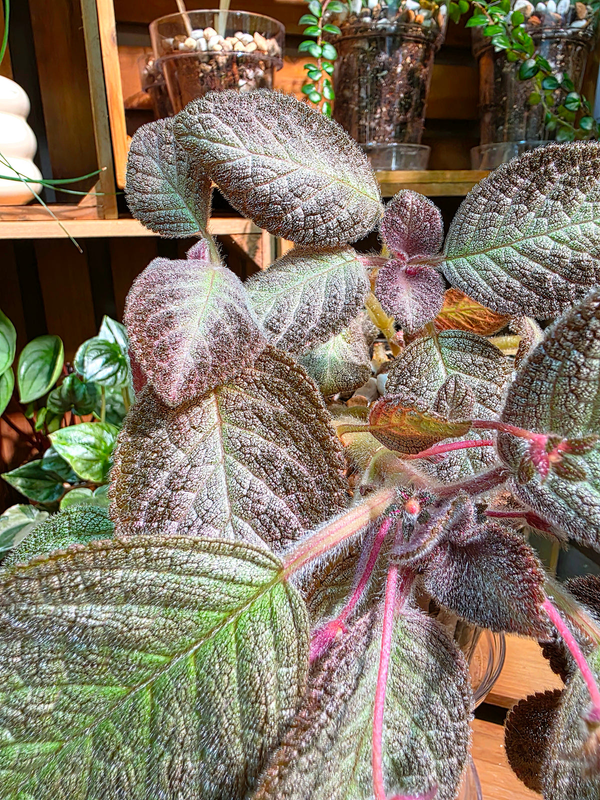 Episcia spp. Silver Tiger
