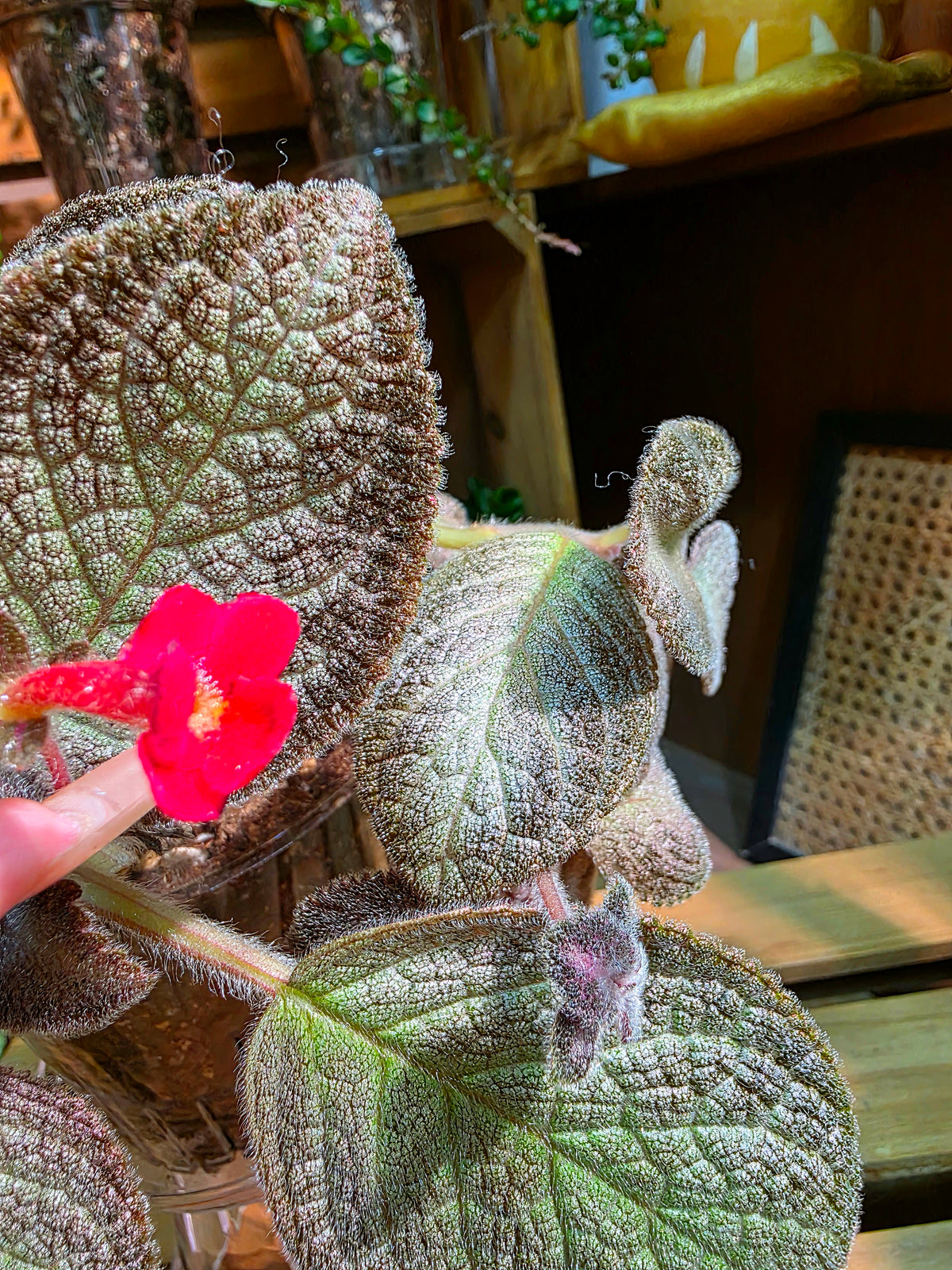 Episcia spp. Silver Tiger