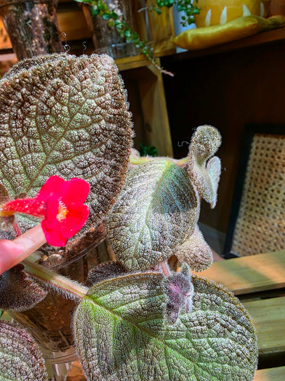 Episcia spp. Silver Tiger