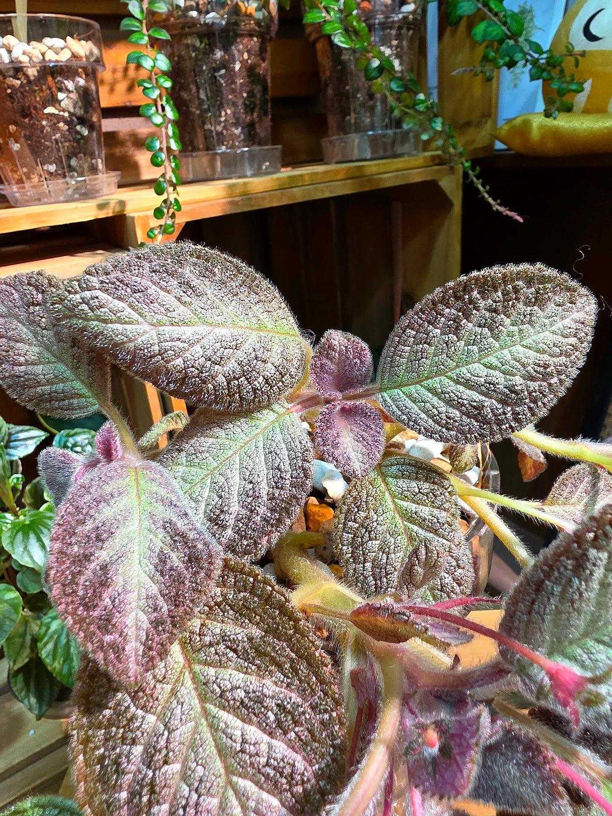 Episcia spp. Silver Tiger