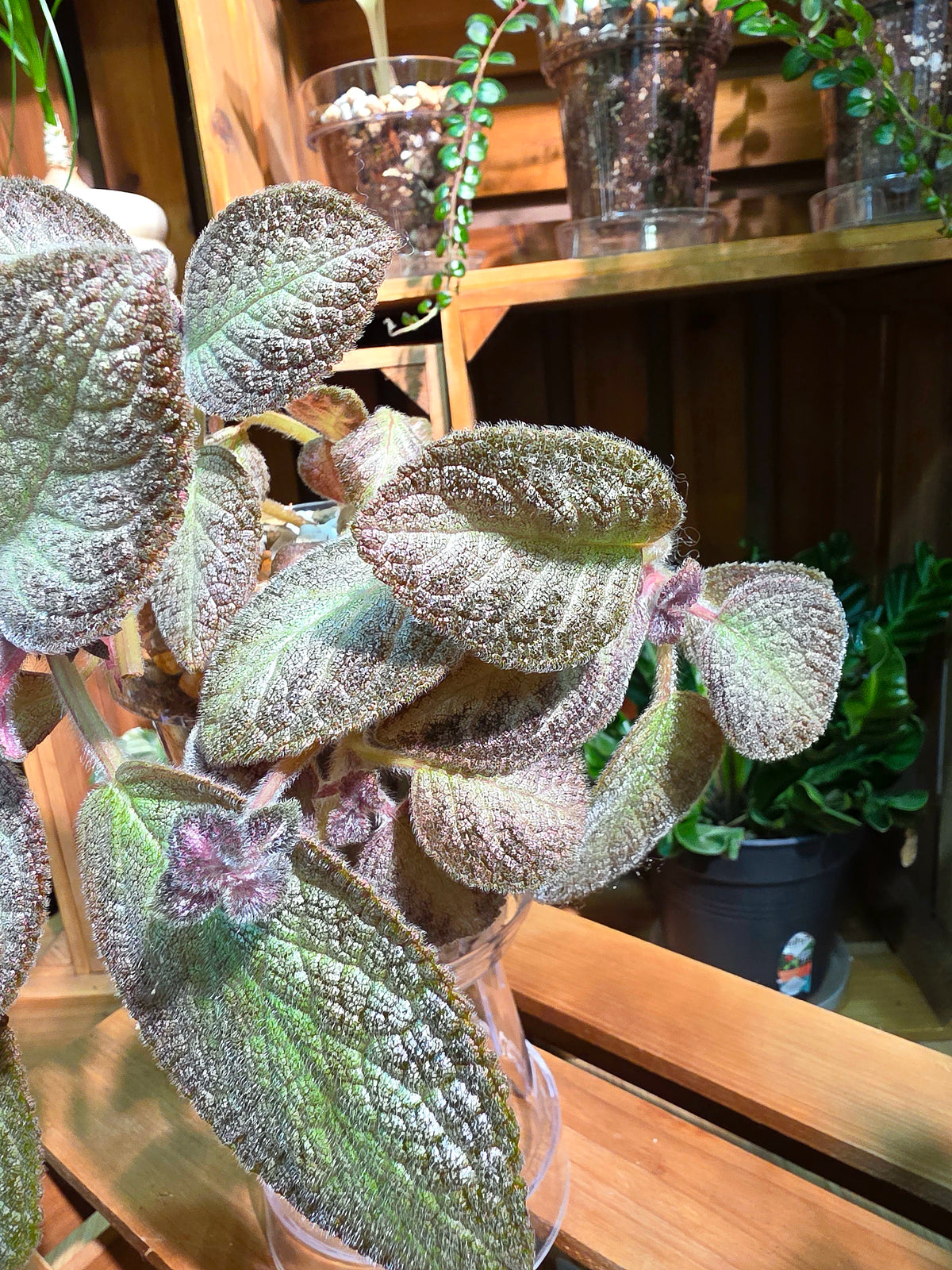 Episcia spp. Silver Tiger