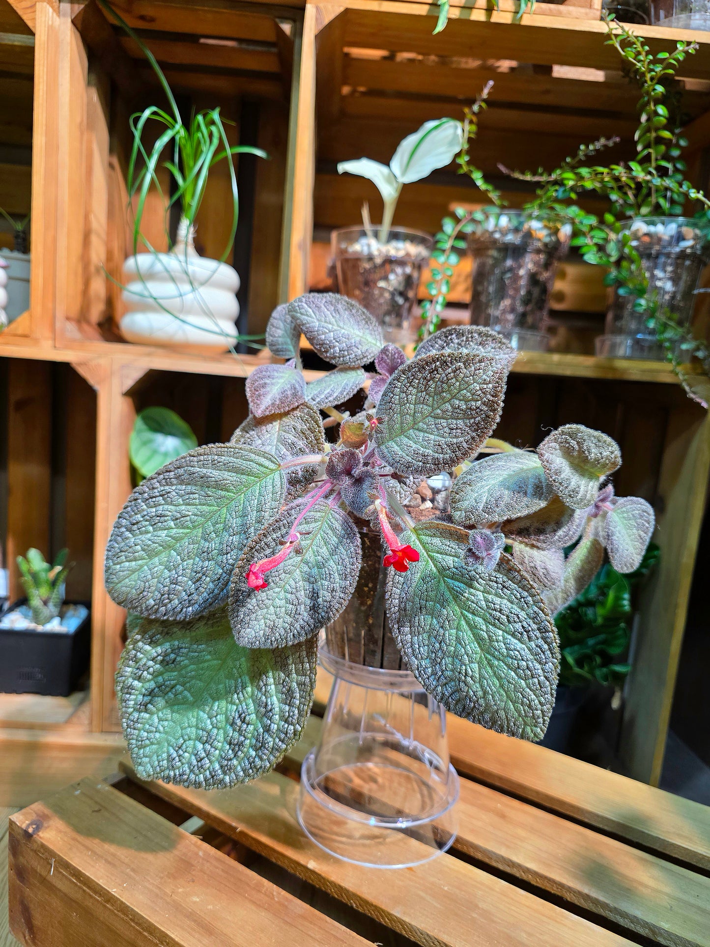 Episcia spp. Silver Tiger
