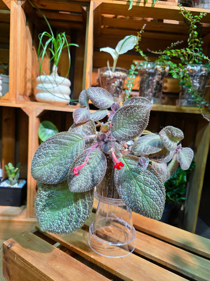 Episcia spp. Silver Tiger