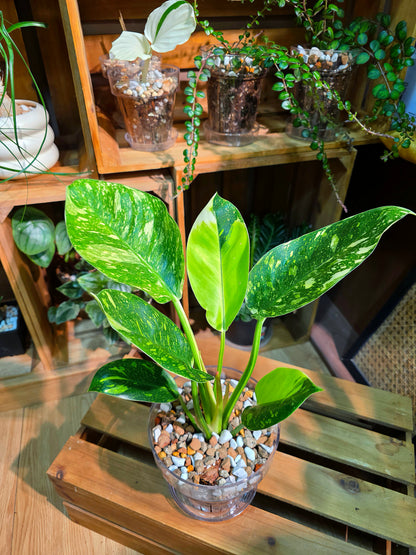 Philodendron fibraecataphyllum Peruvian Philodendron