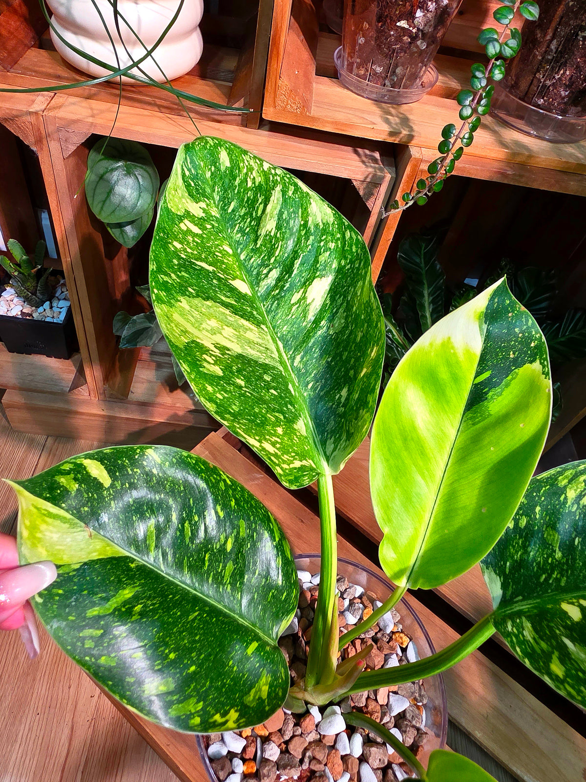 Philodendron fibraecataphyllum Peruvian Philodendron