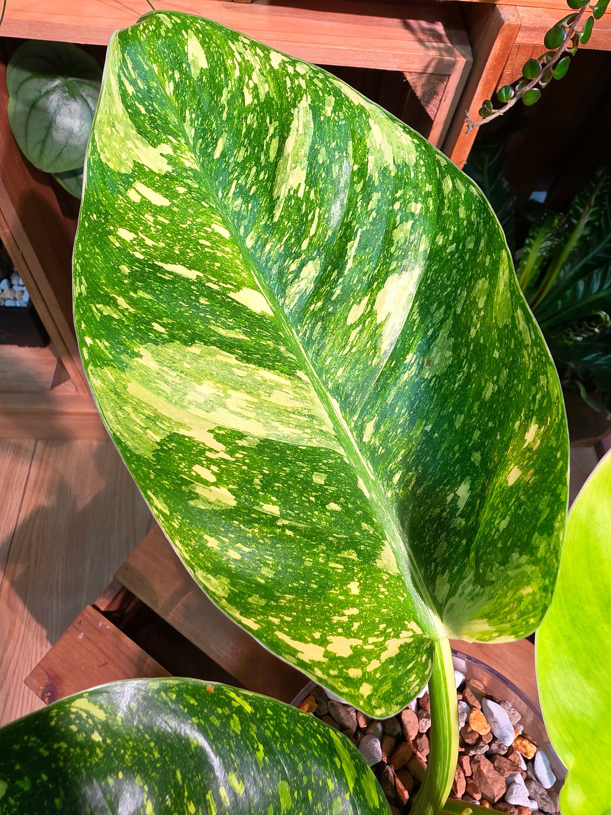 Philodendron fibraecataphyllum Peruvian Philodendron