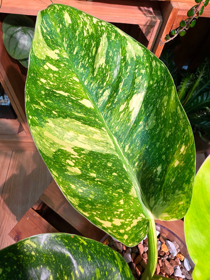 Philodendron fibraecataphyllum Peruvian Philodendron