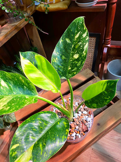 Philodendron fibraecataphyllum Peruvian Philodendron