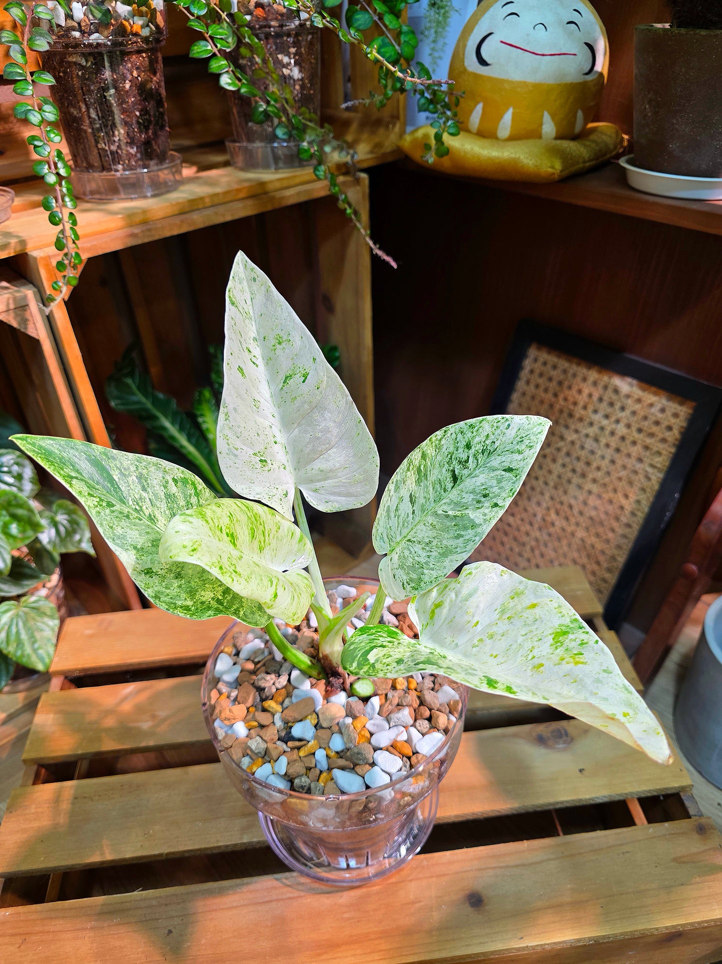 Philodendron fibraecataphyllum Peruvian Philodendron