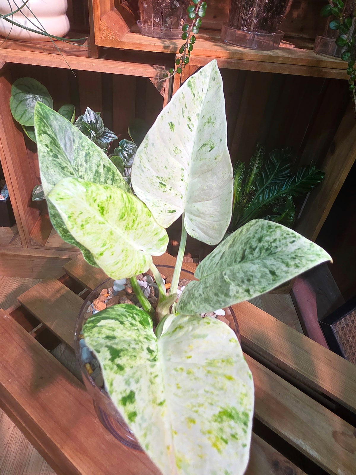 Philodendron fibraecataphyllum Peruvian Philodendron