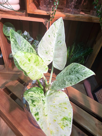 Philodendron fibraecataphyllum Peruvian Philodendron