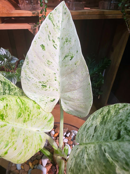 Philodendron fibraecataphyllum Peruvian Philodendron