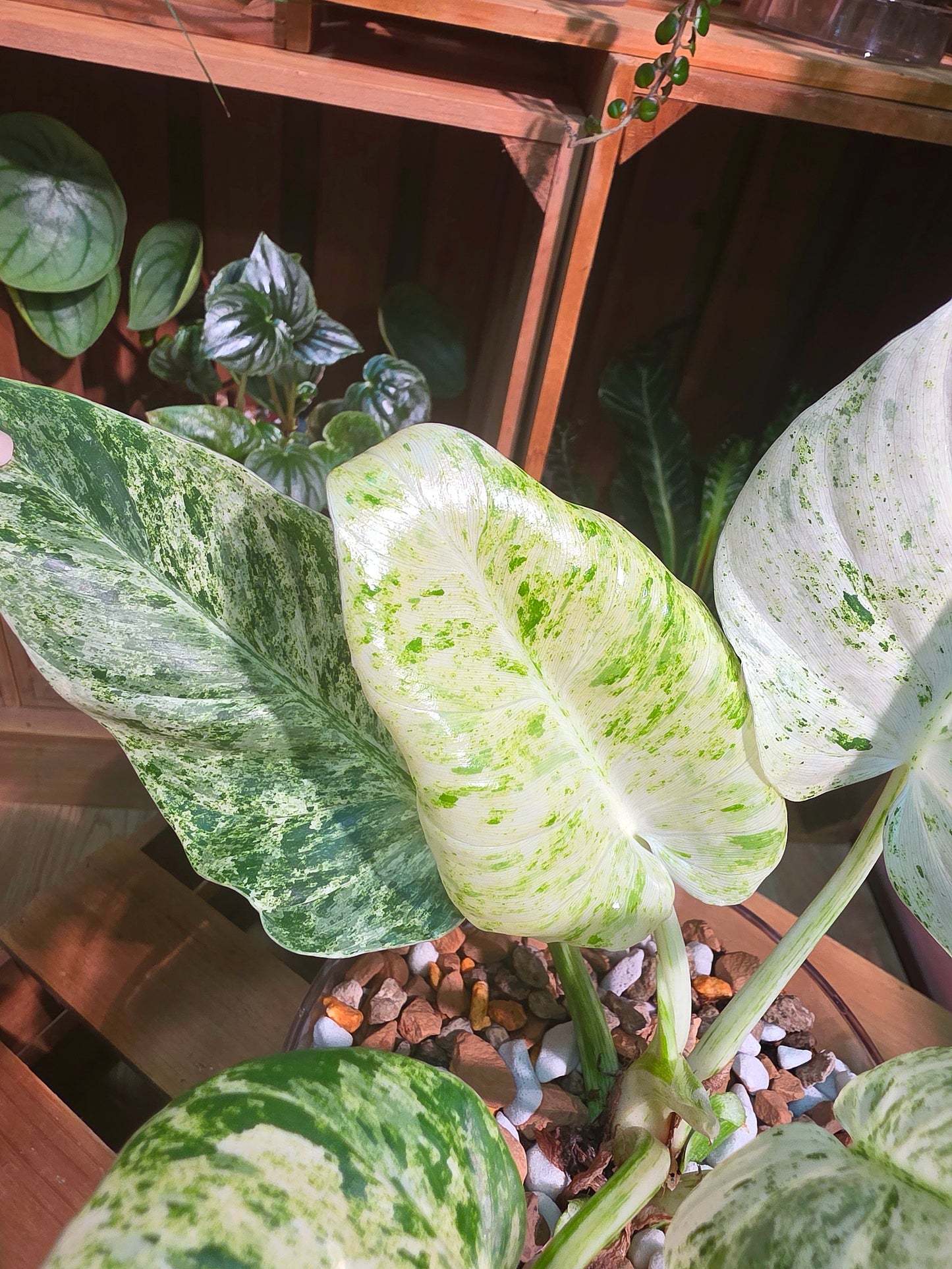 Philodendron fibraecataphyllum Peruvian Philodendron