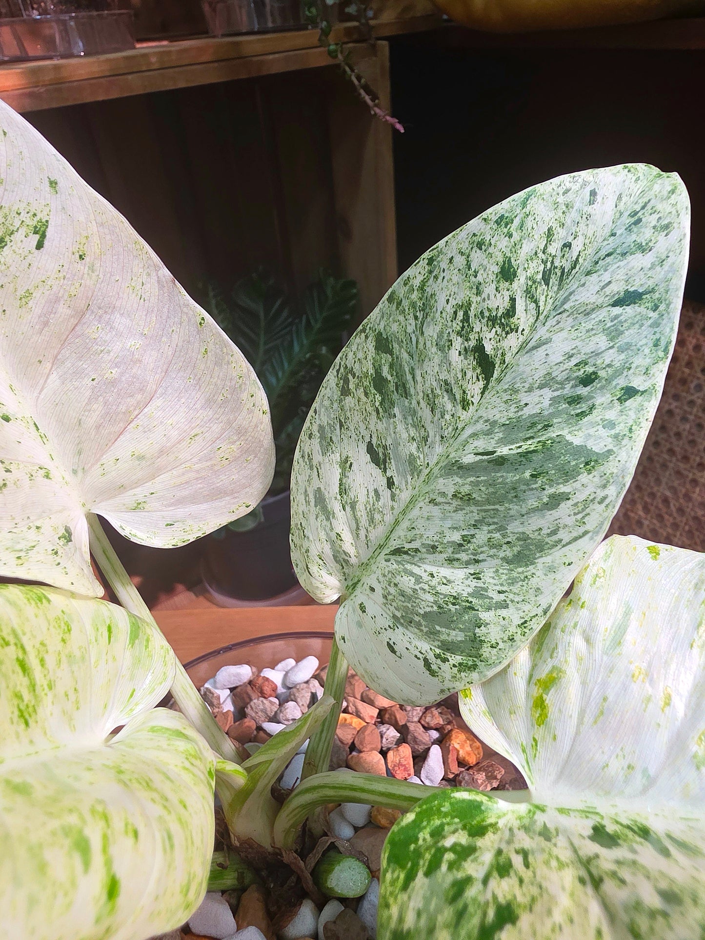Philodendron fibraecataphyllum Peruvian Philodendron