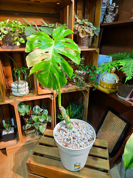 Monstera thai constellation 灑金龜背竹