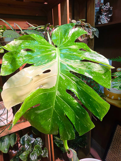 Monstera Thai Constellation