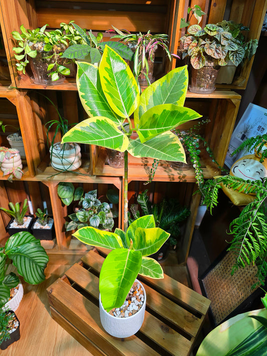 Ficus Microcarpa Golden Leaf