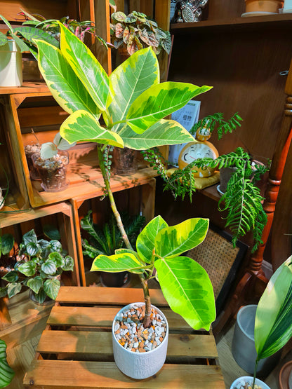 Ficus Microcarpa Golden Leaf