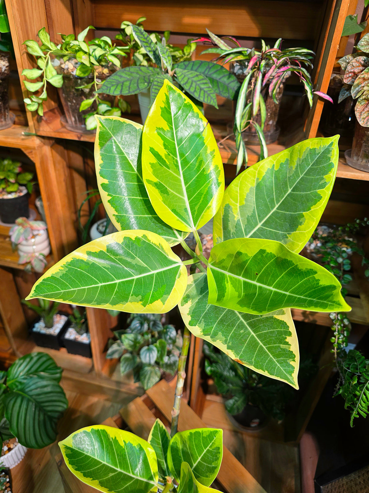 Ficus Microcarpa Golden Leaf