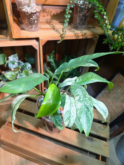 Philodendron sronco 羽毛錦蔓綠絨