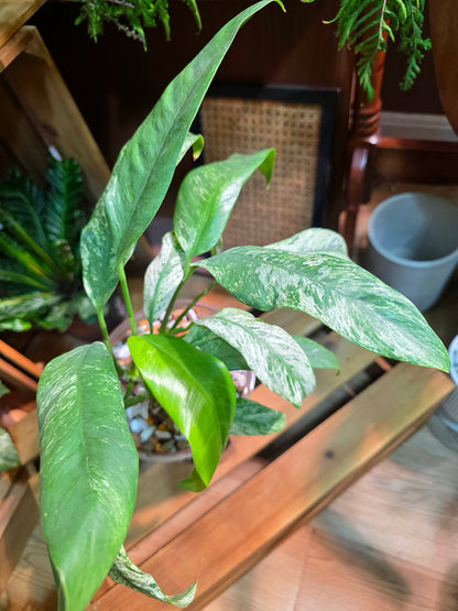 Philodendron sronco 羽毛錦蔓綠絨