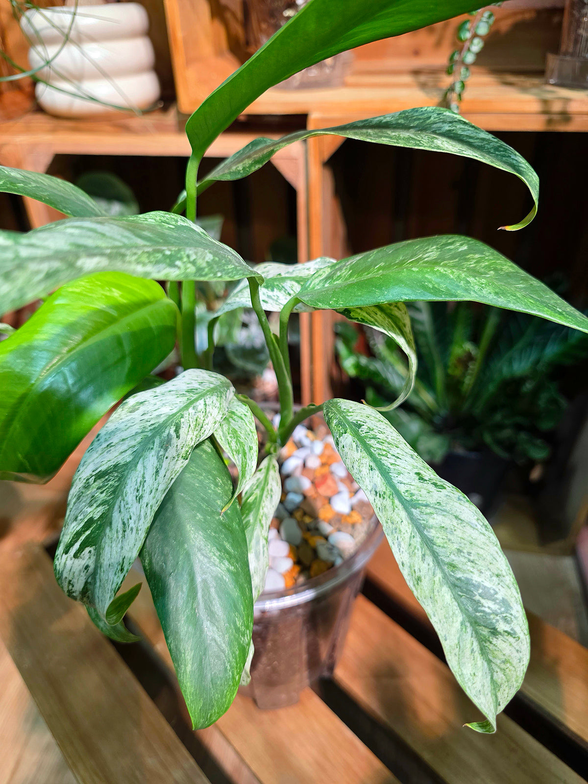 Philodendron sronco 羽毛錦蔓綠絨