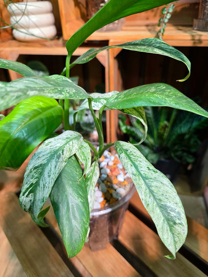 Philodendron sronco 羽毛錦蔓綠絨