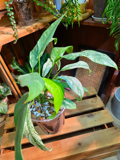 Philodendron sronco 羽毛錦蔓綠絨