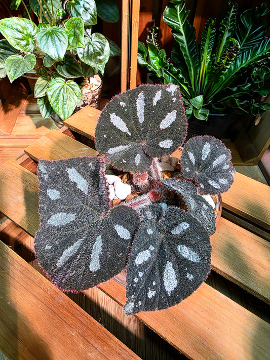 Begonia maculata variegated pink