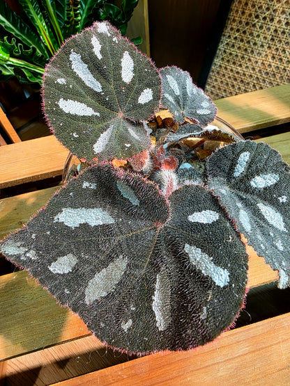 Begonia maculata variegated pink
