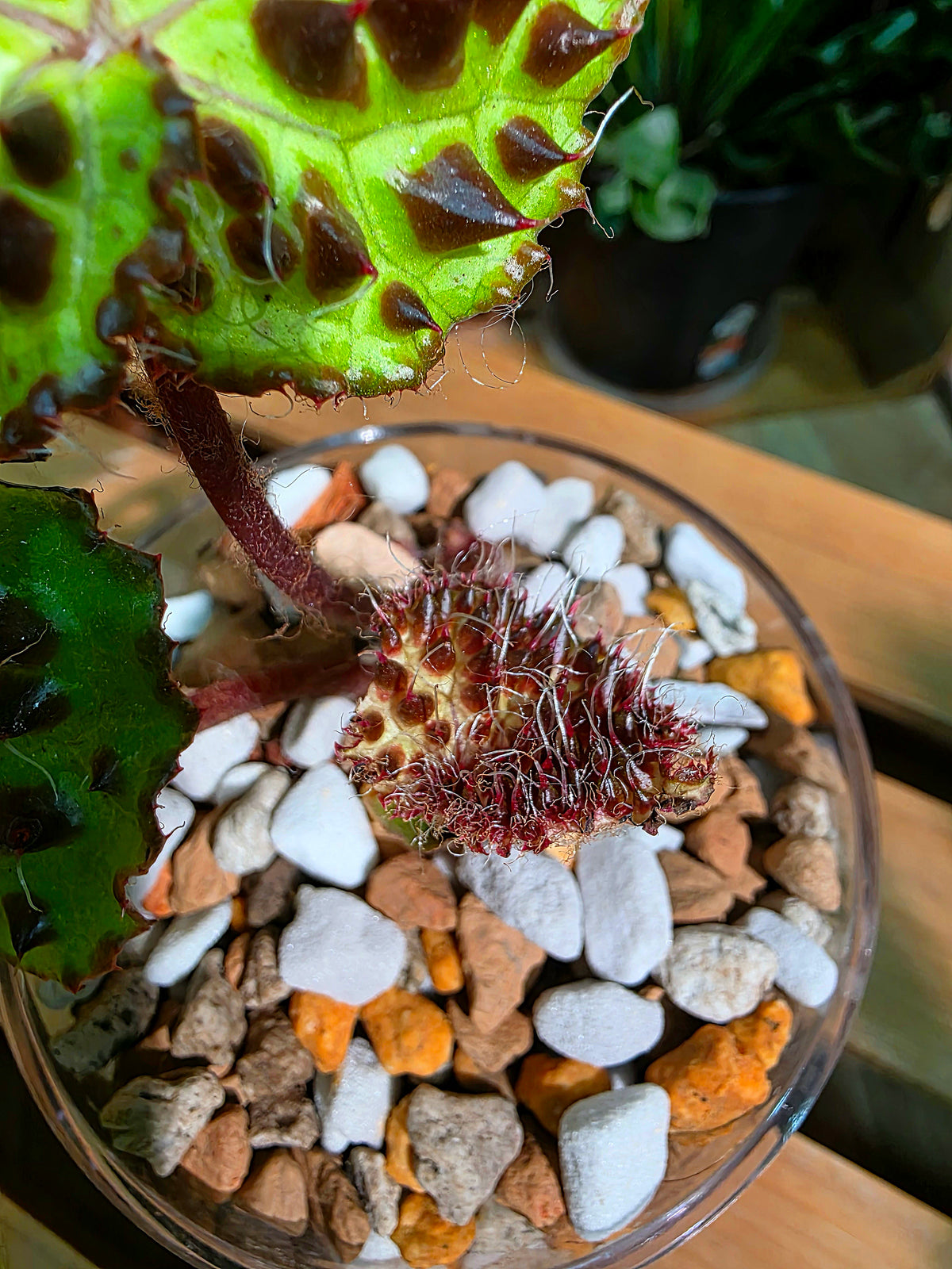 Begonia maculata variegated pink