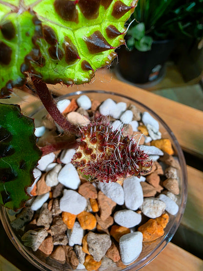 Begonia maculata variegated pink