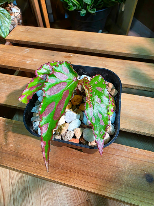 Begonia maculata variegated pink