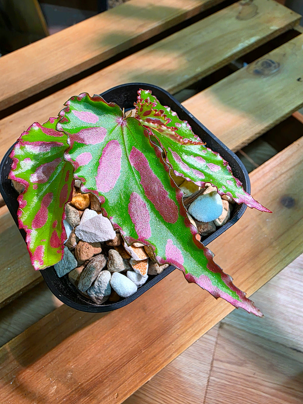 Begonia maculata variegated pink