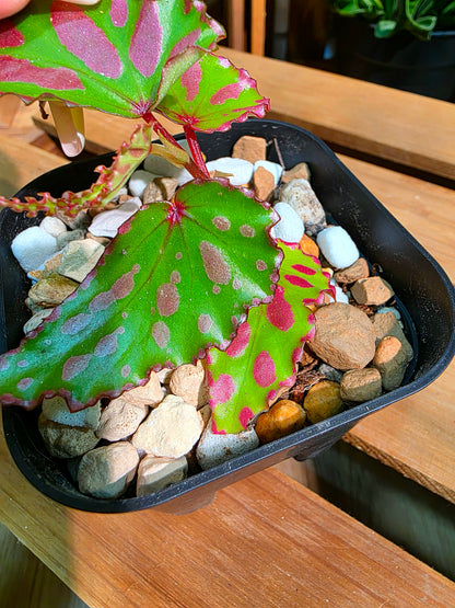 Begonia maculata variegated pink