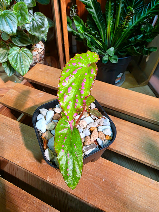 Begonia maculata variegated pink