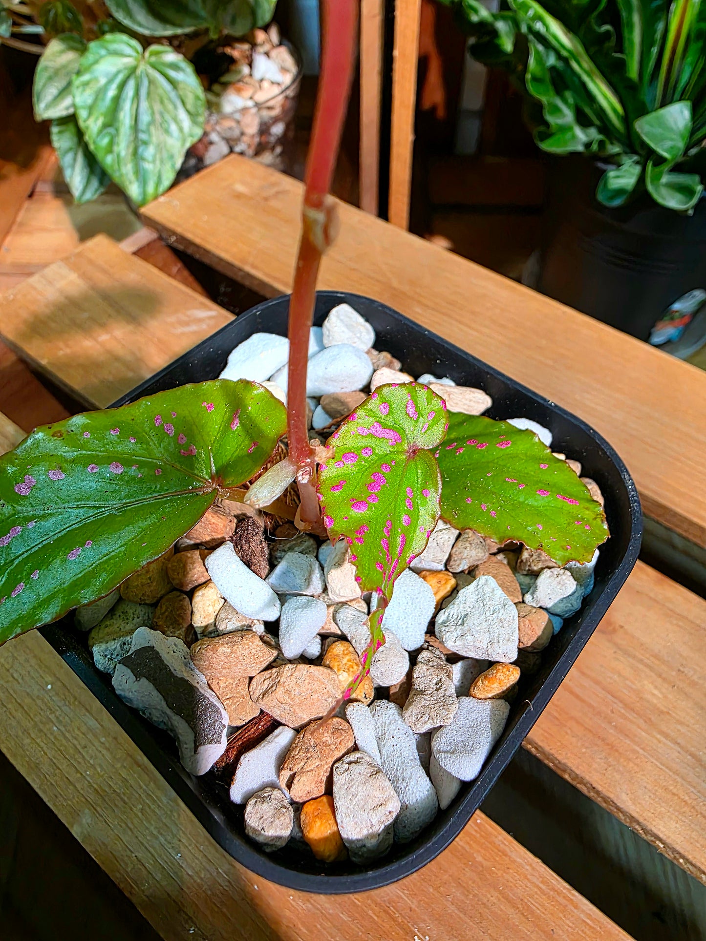 Begonia maculata variegated pink