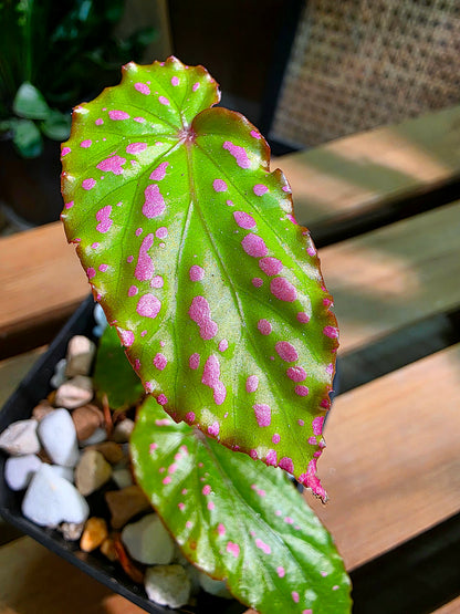 Begonia maculata variegated pink