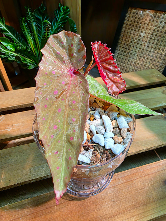 Begonia malachosticta 細葉粉點秋海棠