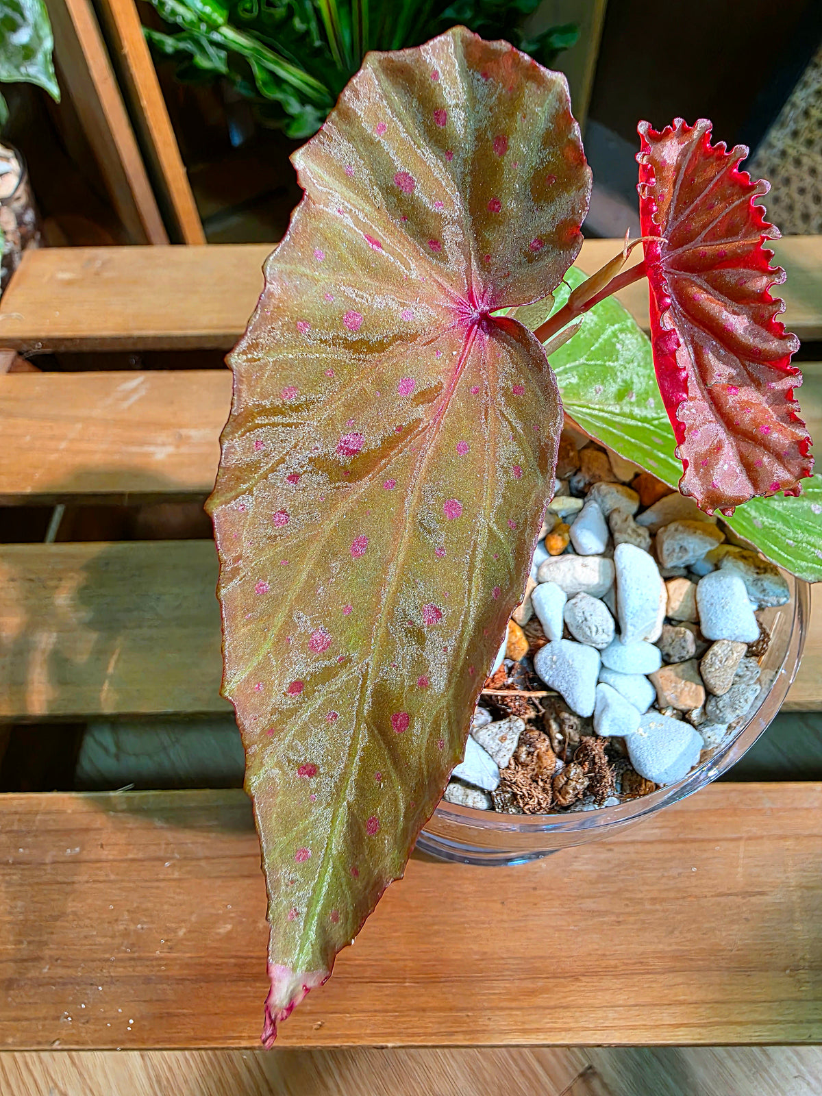Begonia malachosticta 細葉粉點秋海棠